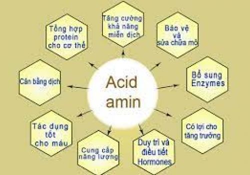 Những điều cần biết về axit amin