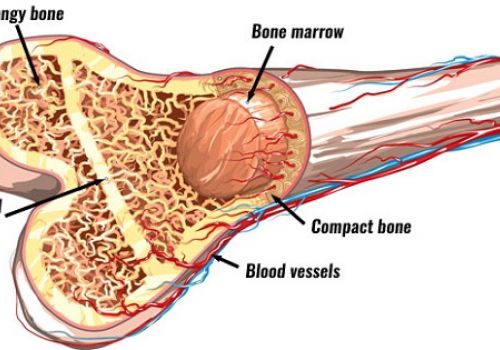 Tủy xương và chức năng của tủy xương